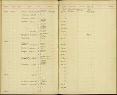 Anthracothorax nigricollis (Vieillot 1817) resmi