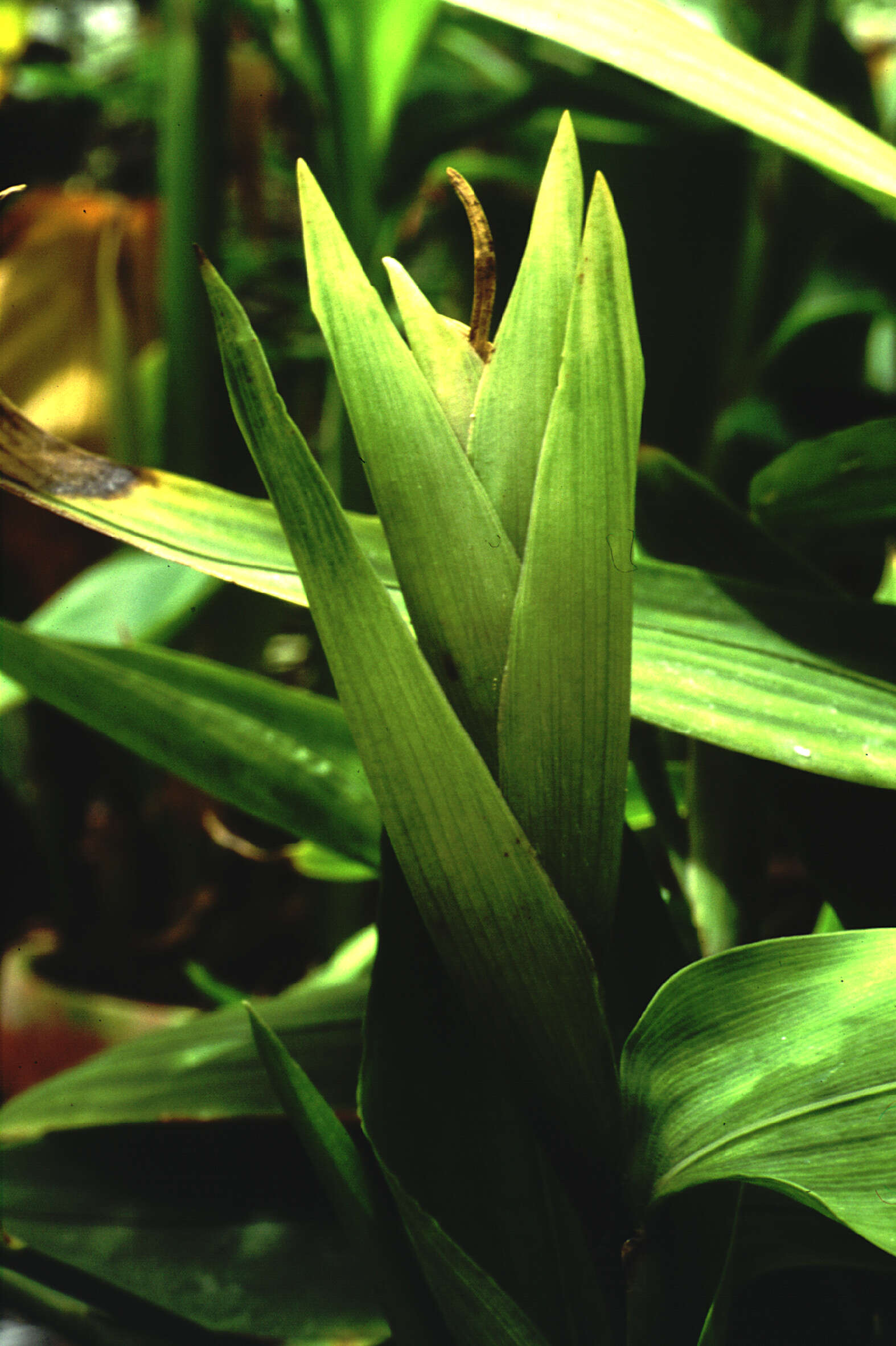 Plancia ëd Anomochloa marantoidea Brongn.