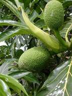 Image of Breadfruit Tree