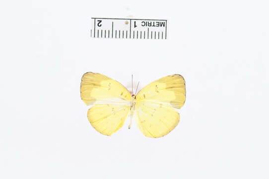 Image of Eurema ada (Distant & Pryer 1887)