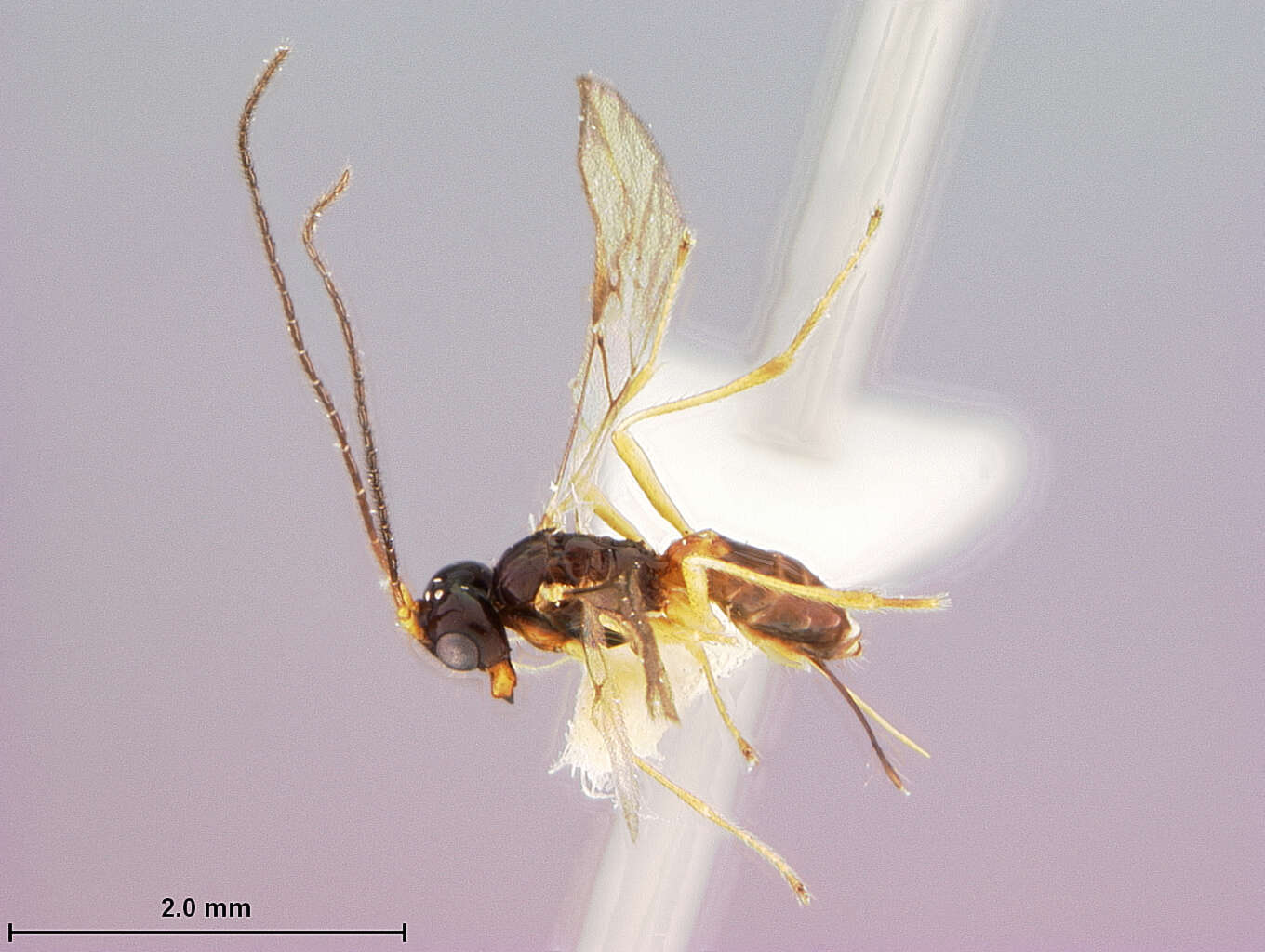 Image of Aphaereta dipterica Fischer 1966