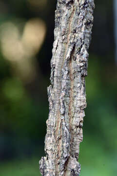 Image of Marsdenia mexicana Decne.