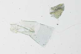 Image of Leptodeuterocopus panamaensis Gielis 2006