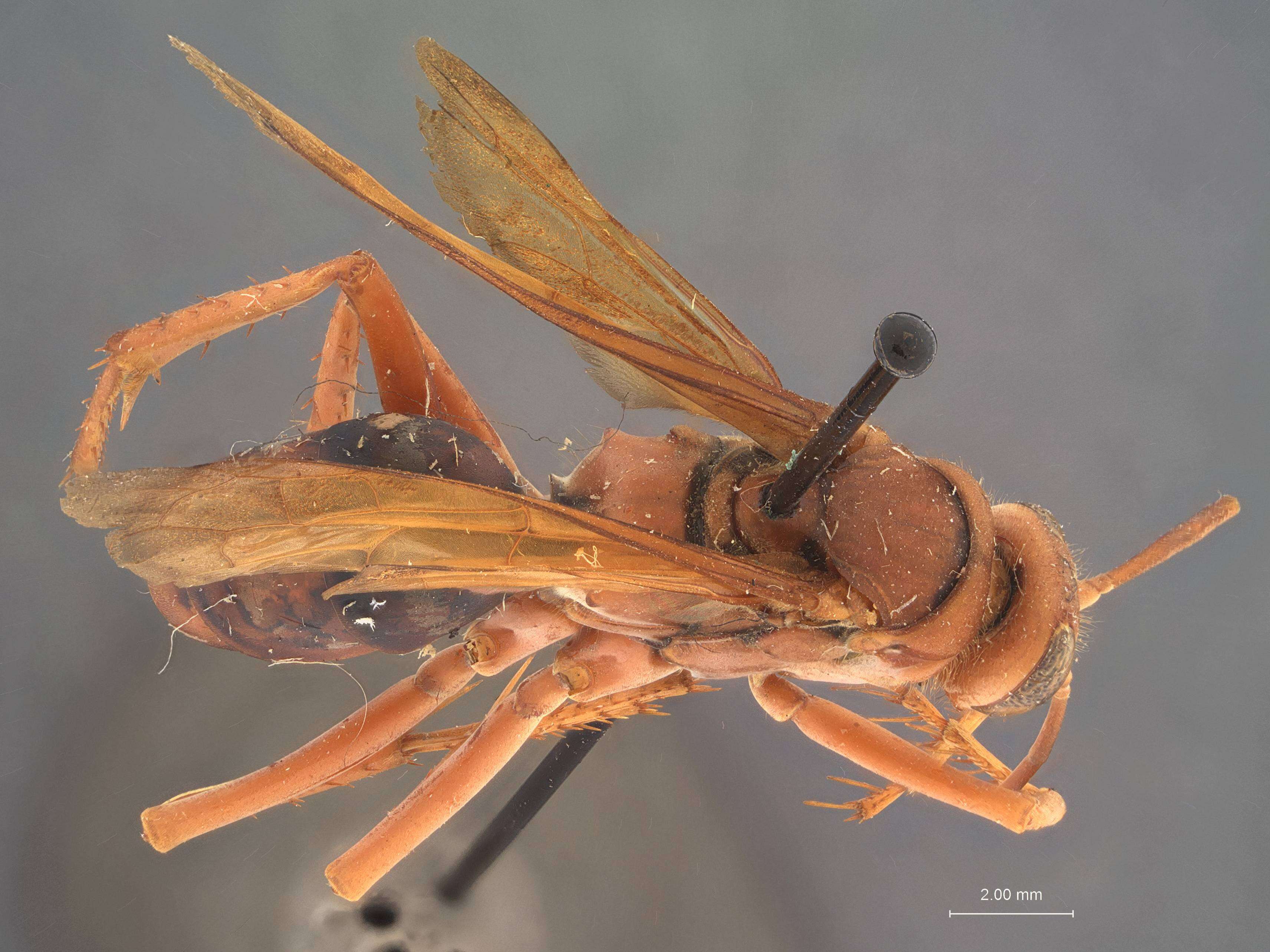 Image of Tachypompilus xanthopterus (Rohwer 1913)