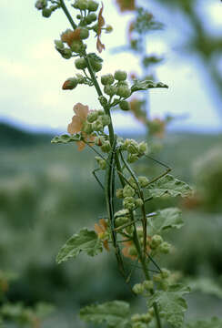 Image of gray globemallow