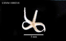 Image of Ophiothrix subgen. Ophiothrix