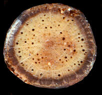 Image of Lophostigma plumosum Radlk.