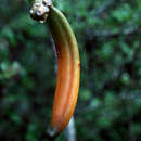 Vanilla claviculata Sw. resmi