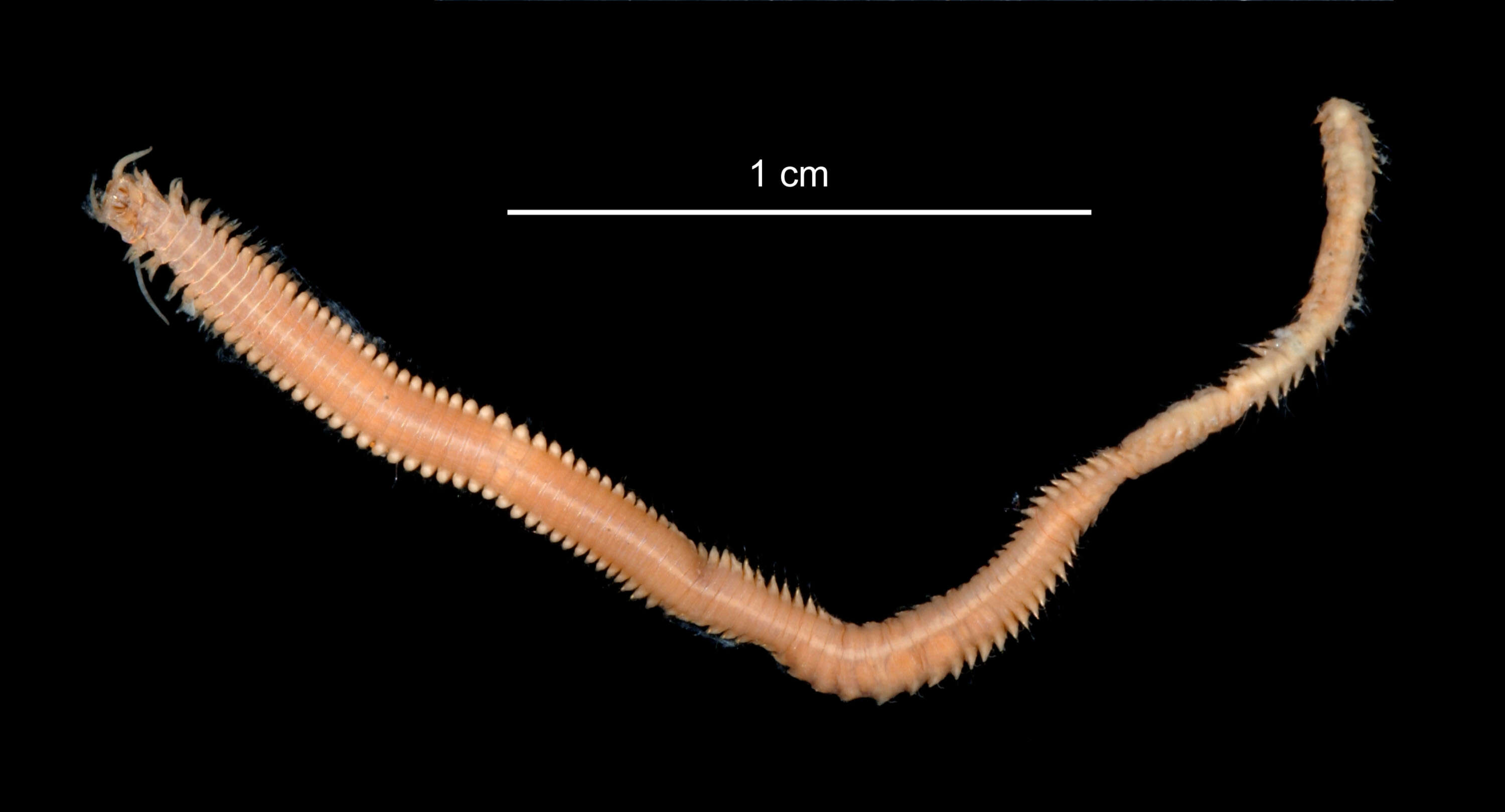 Image of Kinbergonuphis notialis (Monro 1930)