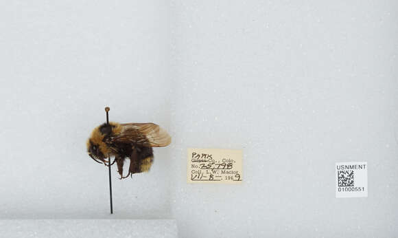 Image de Bombus insularis (Smith 1861)