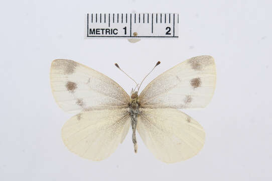 صورة Pieris ergane (Geyer 1828)