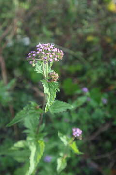 Image de Conoclinium coelestinum (L.) DC.