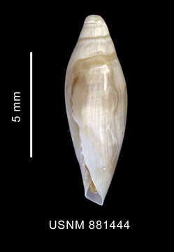Image of Marginella Lamarck 1799