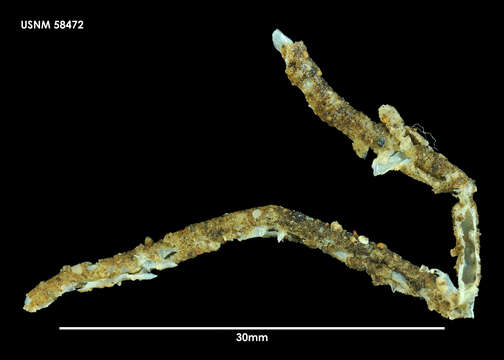 <i>Notoproctus oculatus antarcticus</i> Arwidsson 1911 resmi