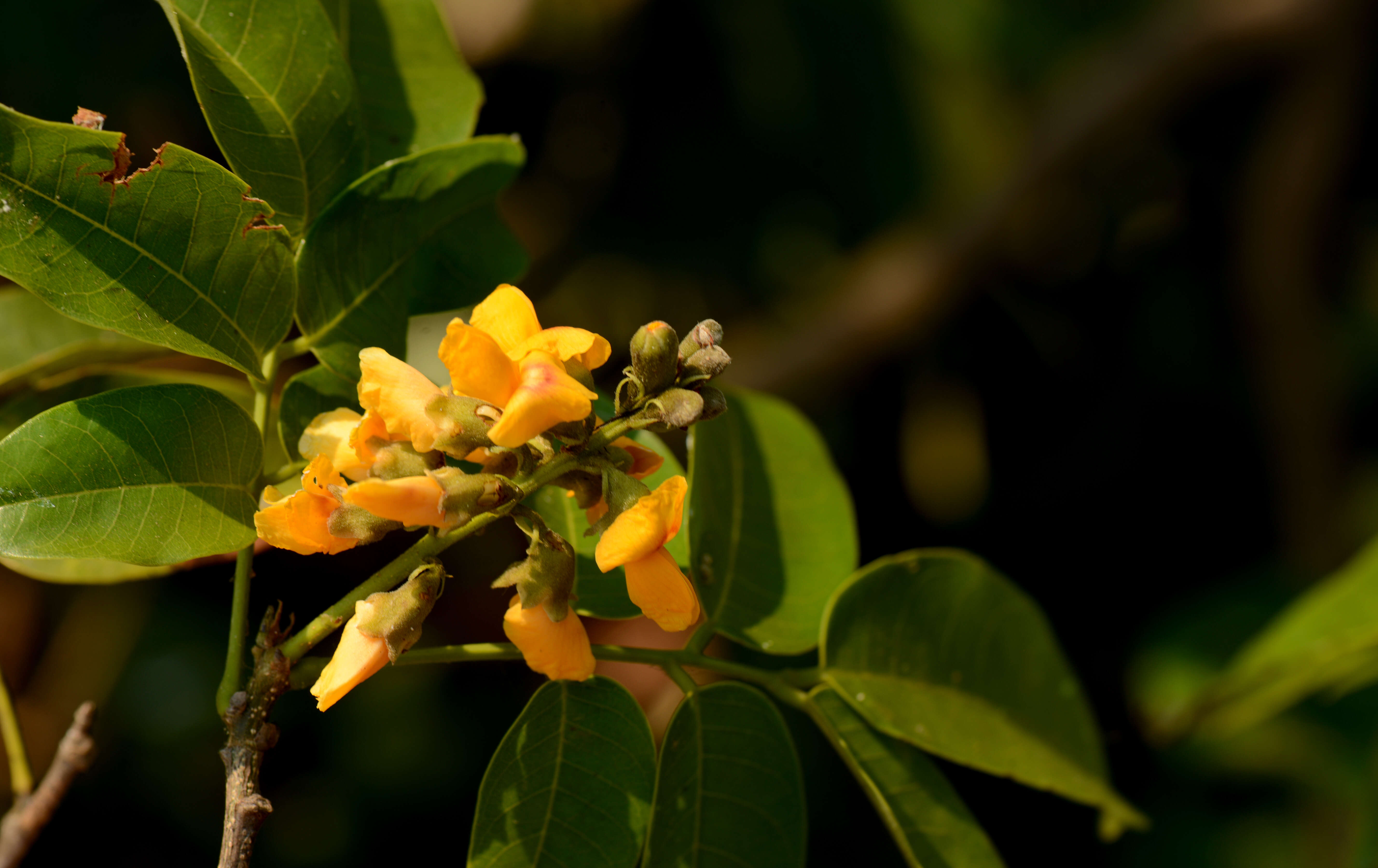 Image of Pterocarpus santalinoides DC.