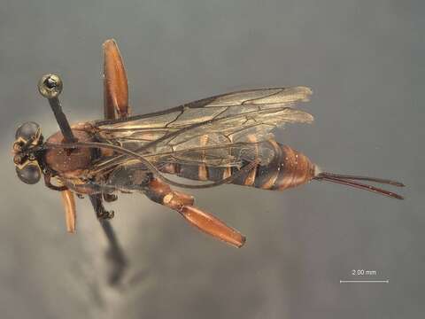 Sivun Echthromorpha marquisensis Cheesman 1928 kuva