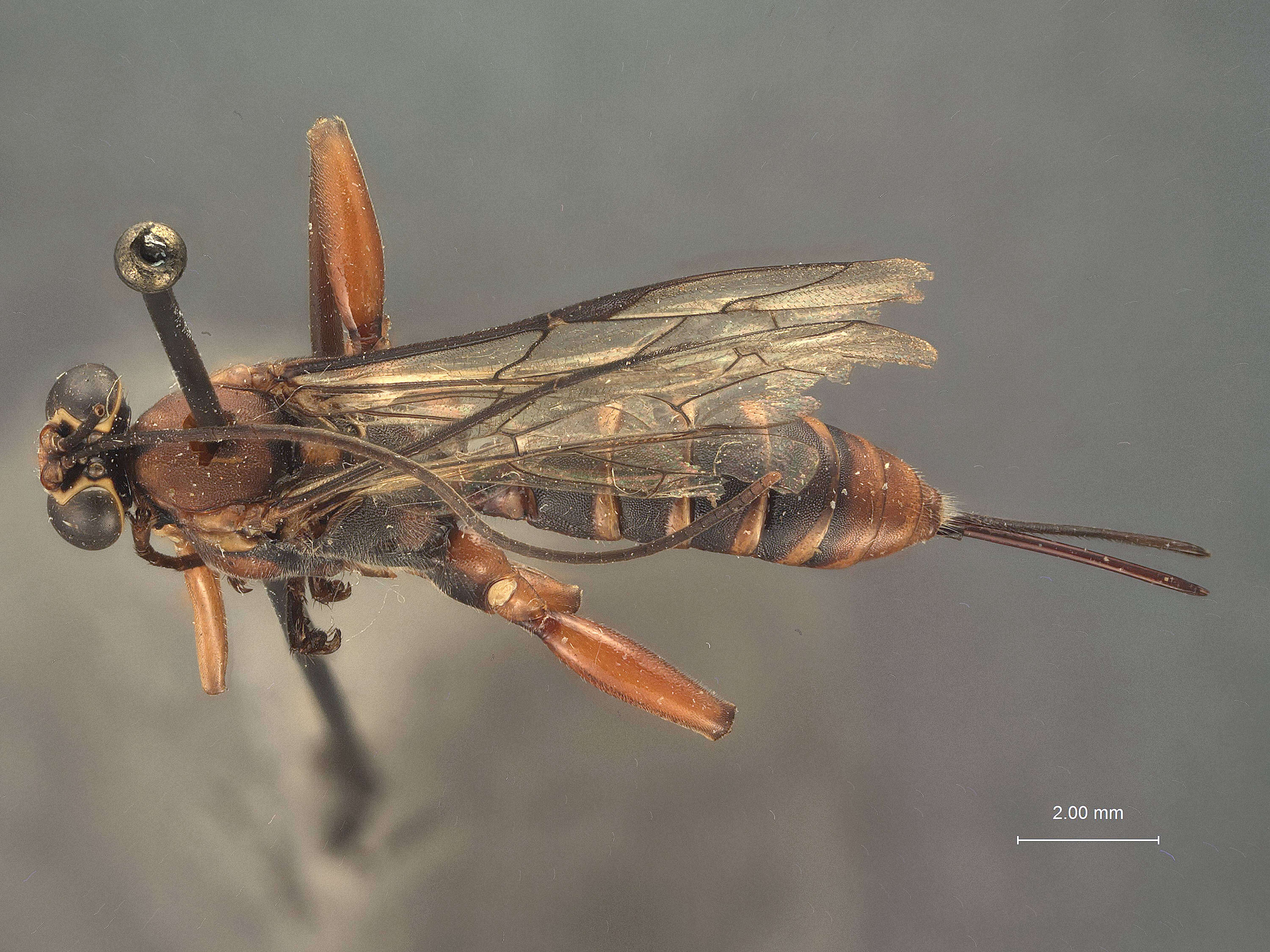 Sivun Echthromorpha marquisensis Cheesman 1928 kuva