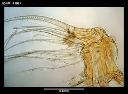 Image de Xanthocalanus harpagatus Bradford & Wells 1983