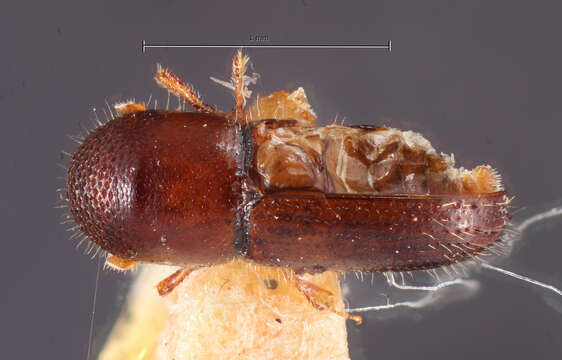 Image of Xyleborus pecanis Hopkins