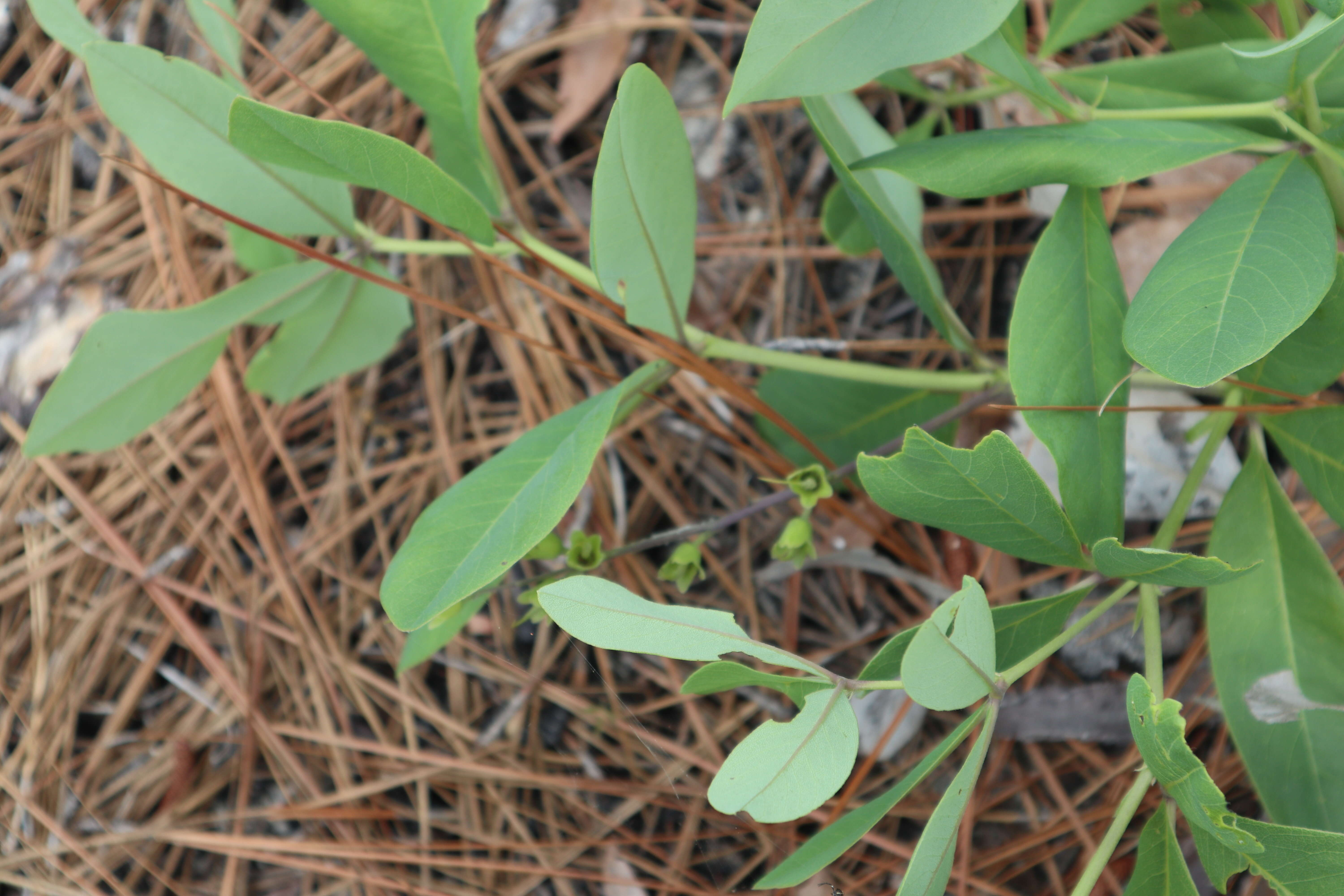 Image de Baptisia cinerea (Raf.) Fernald & B. G. Schub.