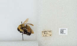 Слика од Bombus affinis Cresson 1864