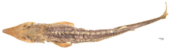 Image of Sand Sturgeon