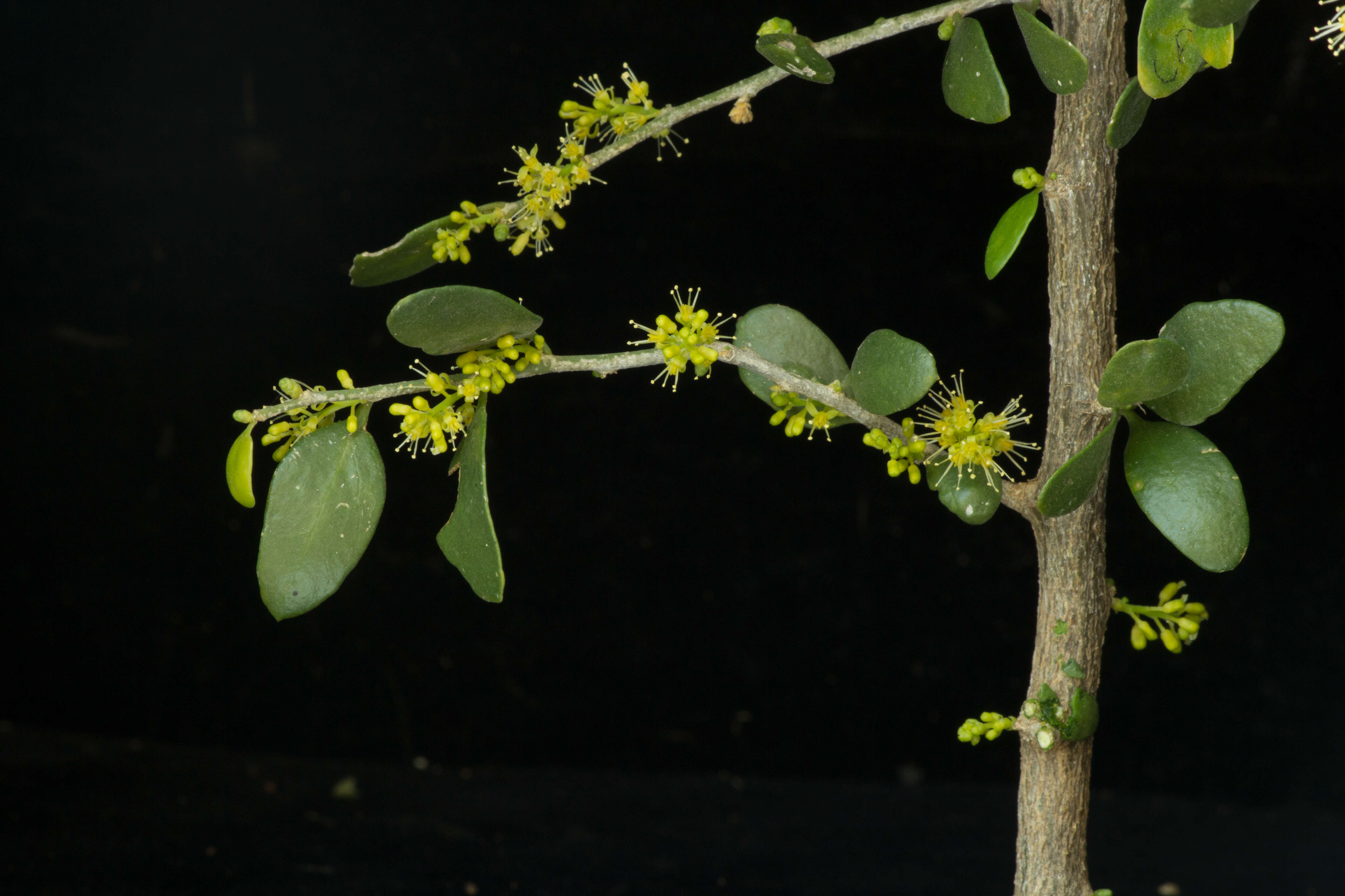 Image of Agonandra racemosa (DC.) Standl.