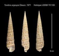 Image of Terebra argosyia Olsson 1971