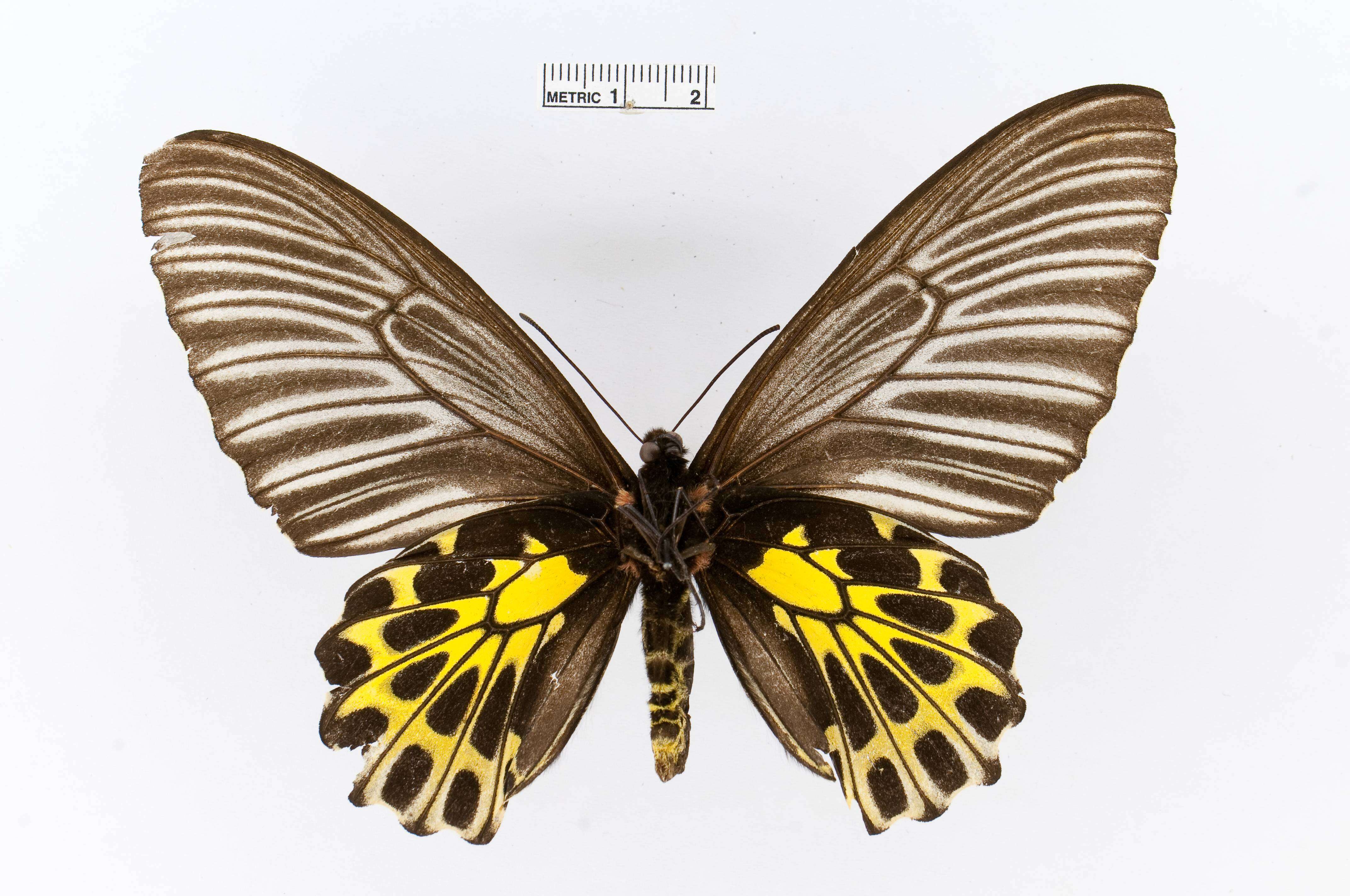 Image of Golden Birdwing Butterfly