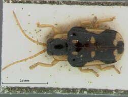 Image of Aslamidium (Neoaslamidium) flavomaculata Staines 2006