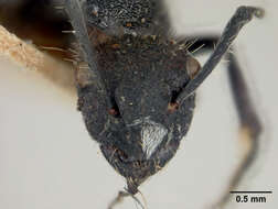 Image of Polyrhachis gab Forel 1879