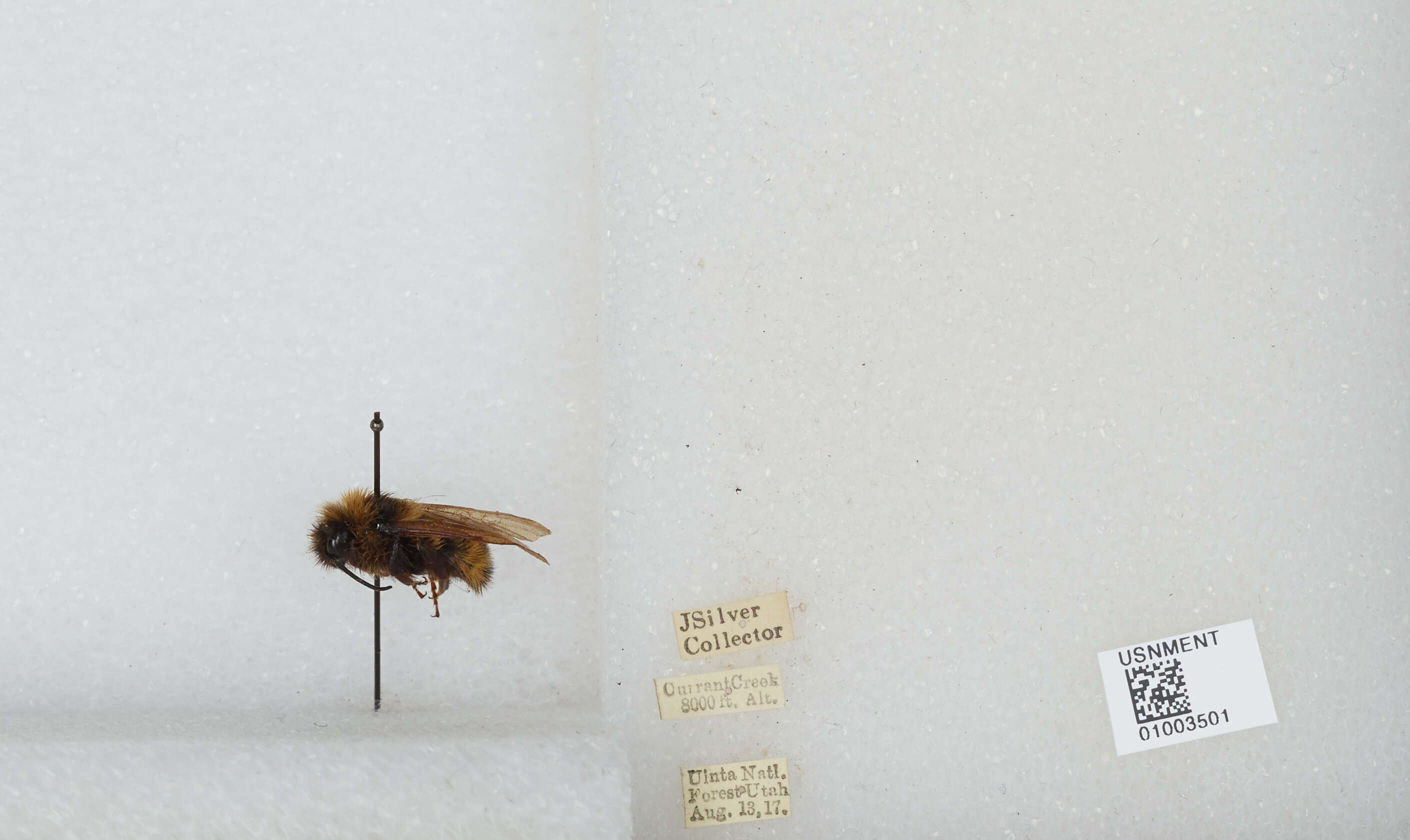 Image de Bombus insularis (Smith 1861)