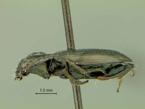 Image of Bembidion (Bracteon) foveum Motschulsky 1844