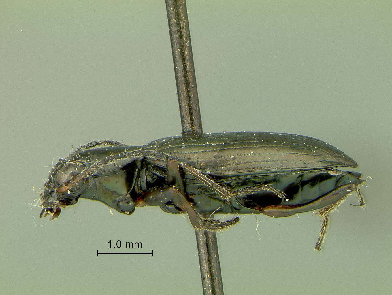 Слика од Bembidion (Bracteon) foveum Motschulsky 1844