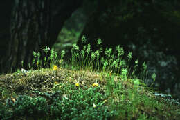 Image of bulbous bluegrass