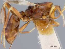 Image of Bohartiellus cornutus Marsh 1983