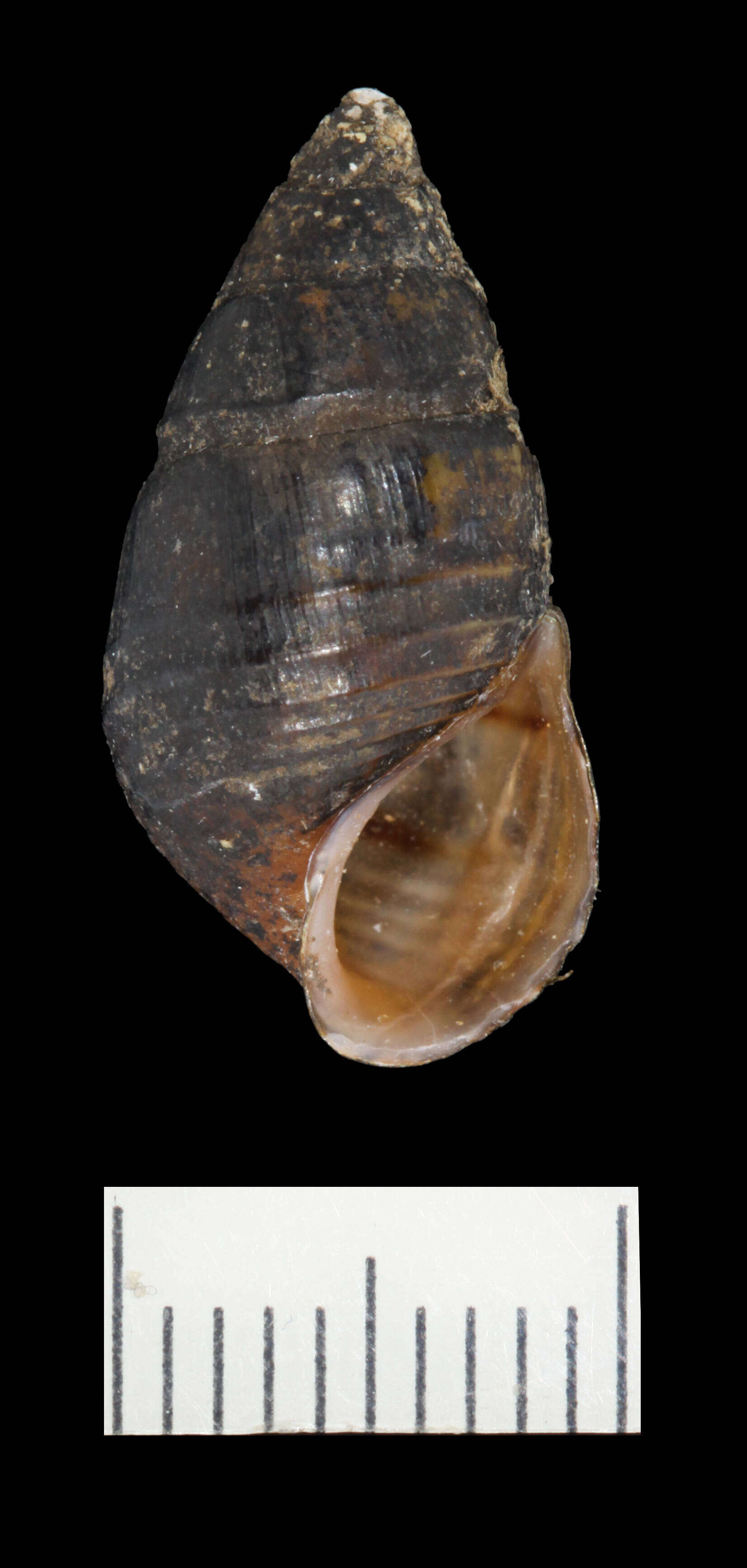 Imagem de Elimia fascinans (I. Lea 1861)