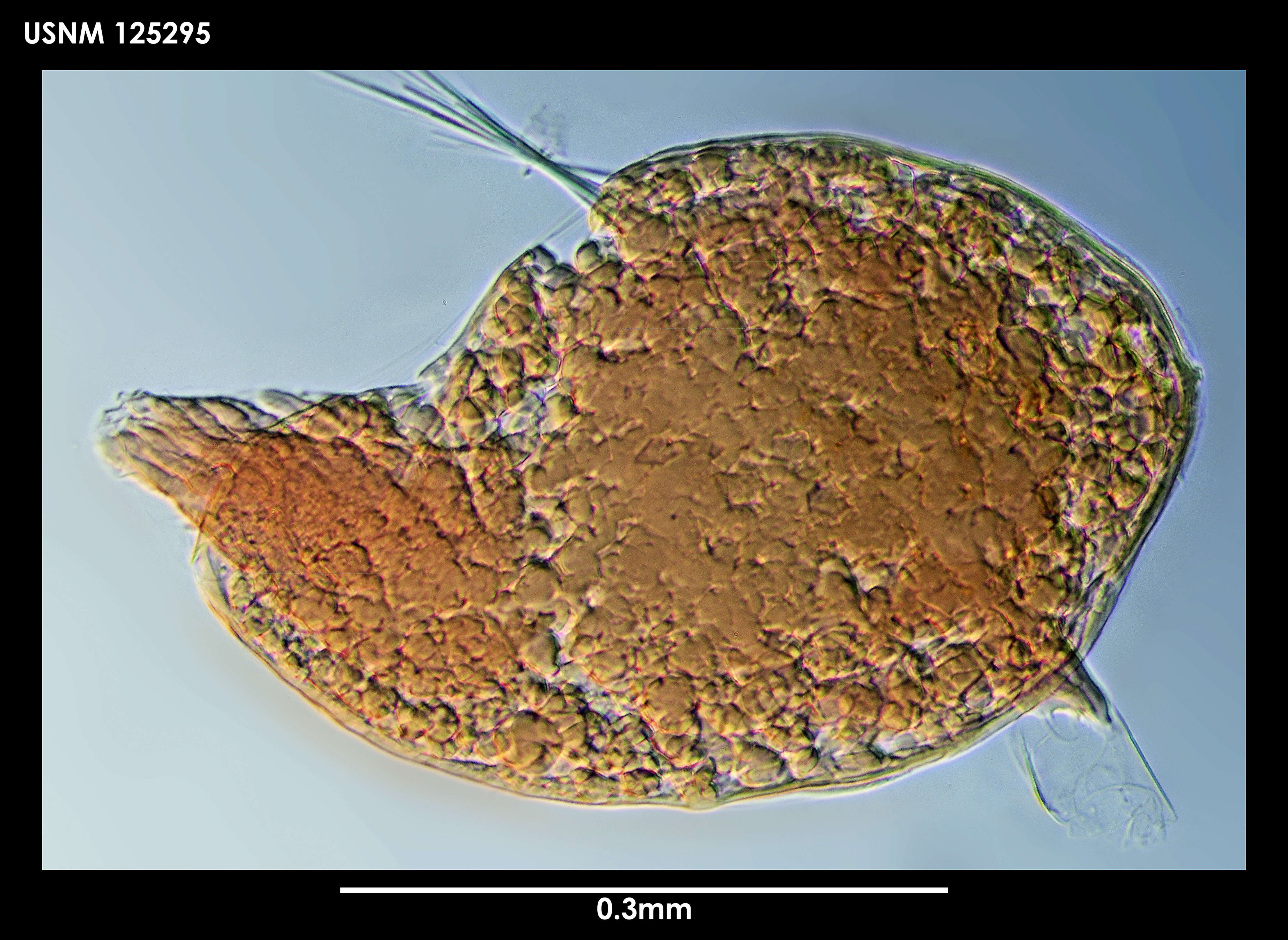 Image of Australscalpellum schizmatoplacinum Newman & Ross 1971
