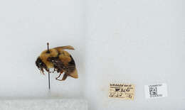 Слика од Bombus affinis Cresson 1864