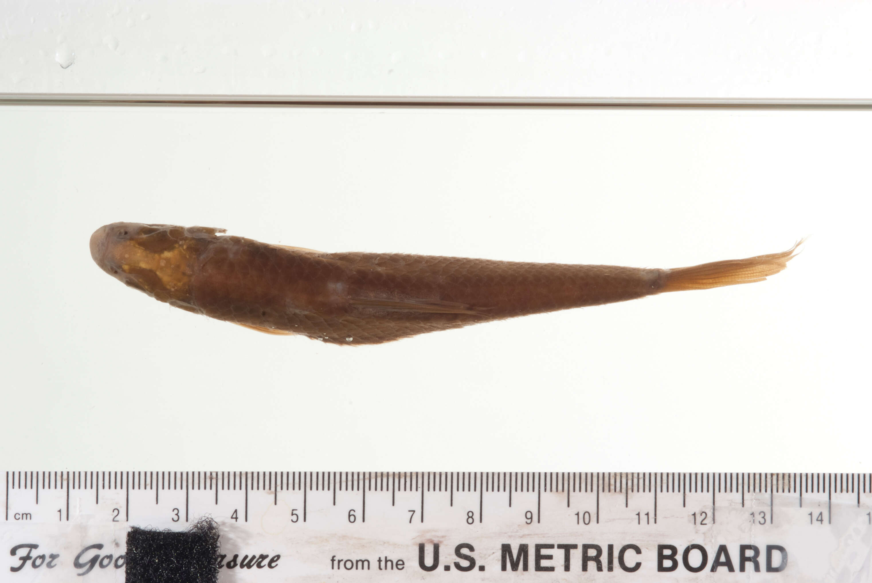 Image of Henicorhynchus lobatus Smith 1945