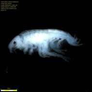 Image of Amphipoda