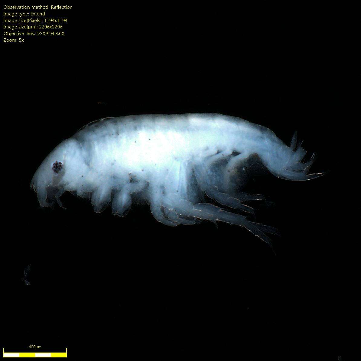 Image of Amphipoda