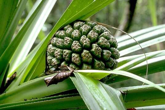 Image de Pandanus tectorius Parkinson ex Du Roi