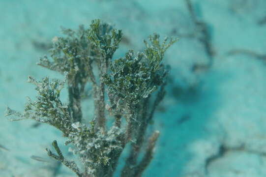 Image of Coralline algae
