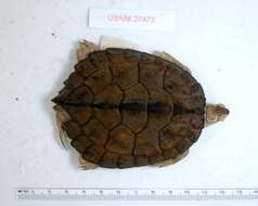 Image of Texas Map Turtle