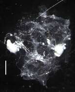 Image of Gymnopraia lapislazula Haddock, Dunn & Pugh 2005