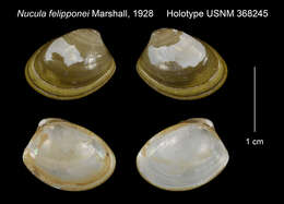 صورة Nucula felipponei W. B. Marshall 1928