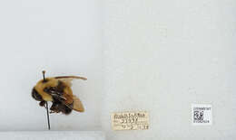 Слика од Bombus affinis Cresson 1864