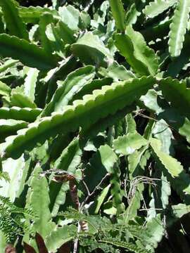 Image of Selenicereus undatus (Haw.) D. R. Hunt