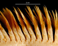 Image of aphroditid scaleworms